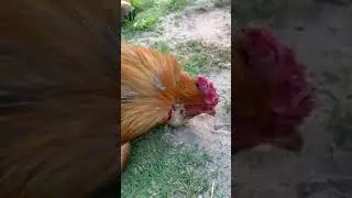 Куриный гипноз
