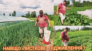Підживлення по Листю. Як збільшити Врожай