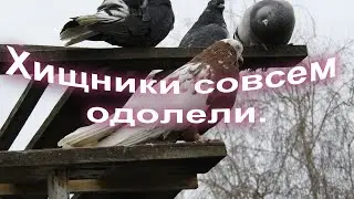 Хищные птицы совсем одолели, голуби летают как почтари.