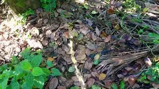 Morning pee | Mr. pee | Boy Peeing in outside | pissing