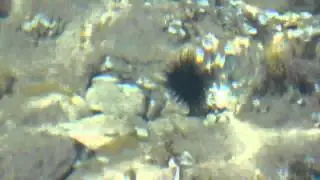 Морские ежики