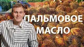 Плюсы и Минусы Пальмового масла. Запрет биодизеля из пальмового масла?