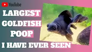 Largest Goldfish Poop I Have Ever Seen