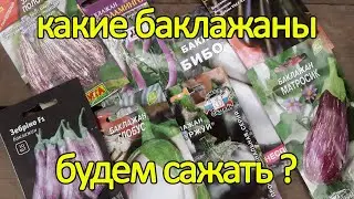 Какие баклажаны будем сажать в 2022 году