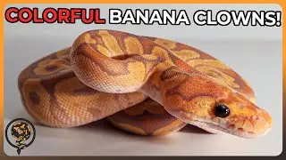 Our Most COLORFUL Egg Cutting of the Year! - GHI Spotnose Banana Clown