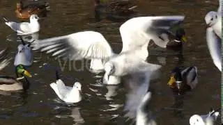 a Flock of Seagull Flying Off and Ducks Floating in a Pond in Slow Motion.