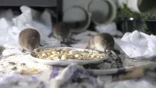 The Shrews!
