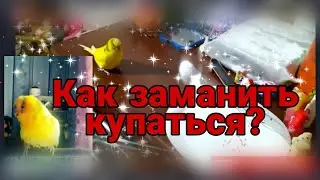 Как ИСКУПАТЬ ВОЛНИСТОГО ПОПУГАЯ? Самый простой способ. Как заманить попугая купаться?