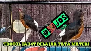 NGUERIIII..‼️TROTOL JAH4T BONGKAR ISIAN #shamabird #trotol #trotoljahat
