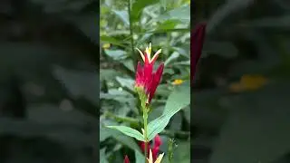 Are you familiar with this hidden gem of a #perennial? shop.gardeningknowhow.com #spigelia #shorts