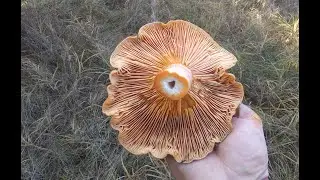 Mushroom picking. The final mushroom picking trip. Mushrooms Ryzhiki and Zelenki.