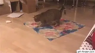 How to fold a fitted sheet by cat (cat vs carpet)
