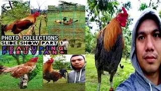 Vlog-01 Photo collection ft. PERUVIAN CROSS. soon mag ba vlog na ako ng mga farm visit.