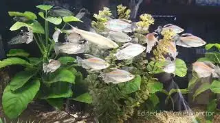 Congo Tetra ( Phenacogrammus interruptus ) 剛果燈/剛果霓虹魚 လှပသောရေချိုအလှမွေးငါး ~ ကွန်ဂိုငါး