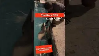 Вечернее развлечение со скатами. Мальдивы Fulhadhoo 2024 #maldives #vlog