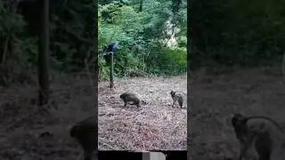 Run Raccoon!🤣🤣#scared #Raccoon #wildlife #wiseeyetrailcams #wiseEye