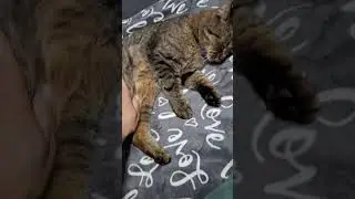 мой котик
