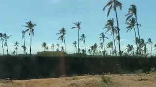 Palm Tree Farm in Mtwapa || Mombasa Kenya