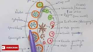 Plasmodium vivax in mosquito phase | Detailed | NEET | Bio science