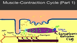 Physiology: Muscle Contraction Cycle (Part 1) (DHP Receptor, Ryanodine Receptor, SERCA Pump, etc.)