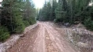 г. Тотьма лесная прогулка
