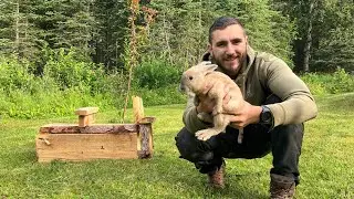 Catching Rabbits For My Homestead