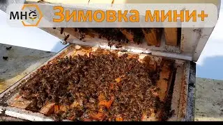 Как перезимовали нуклеусы мини+ и как мы их подкармливаем