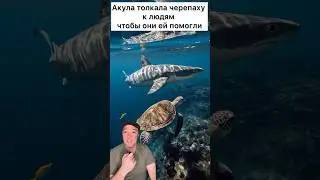 The shark saved the turtle.