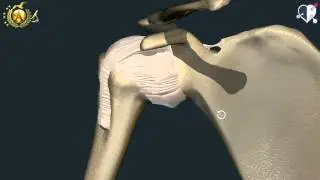 Locomotor System 29: Shoulder Joint