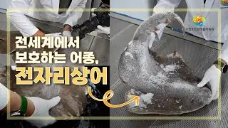 🚨전세계에서 보호하는 어종, 전자리상어🦈