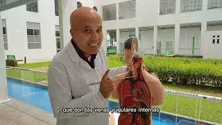 Anatomía de los grandes vasos