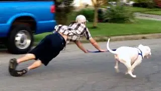 Funny cats and dogs video #15 🤣