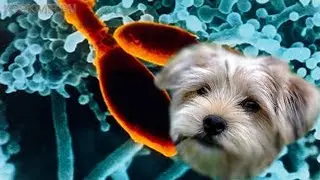 Трихофития у собак | Симптомы | Лечение.