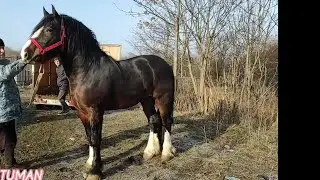 🔥 Продажа Лошадей Урус-мартан. Чечня рынок.🔥