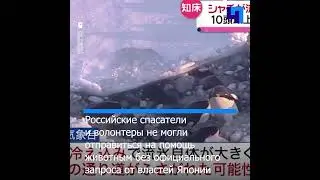 Стая краснокнижных косаток попала в ледяной плен в японских территориальных водах
