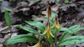 Trillium Time, Duffin's Creek Woods