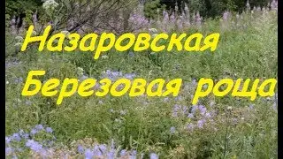 Назаровская березовая роща ( июль, утки)
