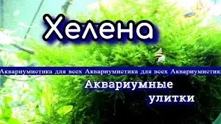 Улитка хелена (Anentome helena)