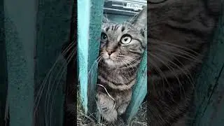 #рек #рекомендации #кот #котик #хочуврек @simb