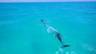 Pristine Red Sea islands and ecosystem