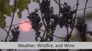 Weather, Wildfire, and Wine: Challenges Facing California Wineries