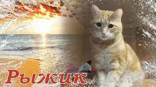 Котэ рыжик моей сестры