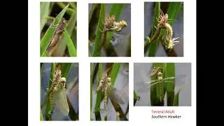 Lifecycle of Dragonflies and Damselflies