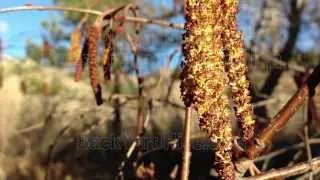 Spring is Here: Bees bringing in pollen to top bar hive