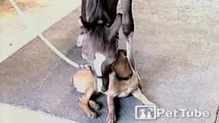 Horse and Hound Find LOVE - PetTube