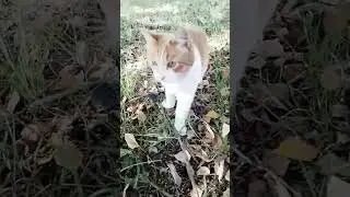 Кот и мышка