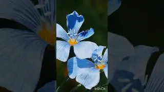 Beautiful Nature #flowers #colorfulnature #flowerslover #piano #pianomusic