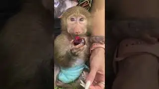 Прогулка на свежем воздухе 🐒 Парк Миниатюр 🌲