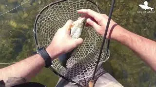 Trouts and Graylings | Fly Fishing | San River in Poland