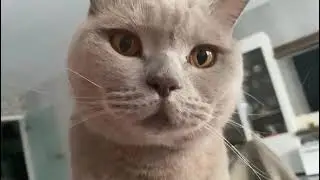 КОТЕЙКА И КРУЖКА!!!